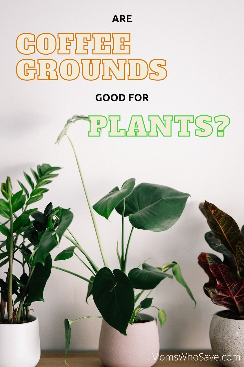 Are Coffee Grounds Good for Houseplants? (Yes, But Read These Important