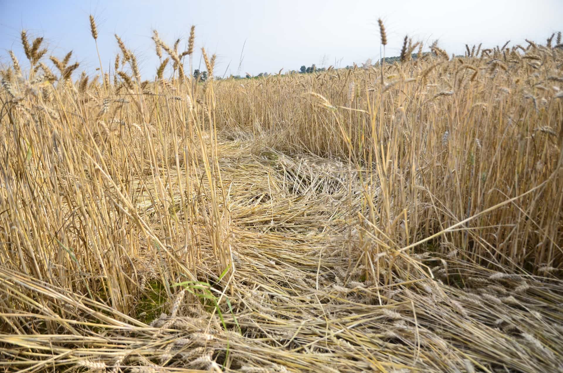 Kornkreise: Was ist über dieses mysteriöse Phänomen bekannt?