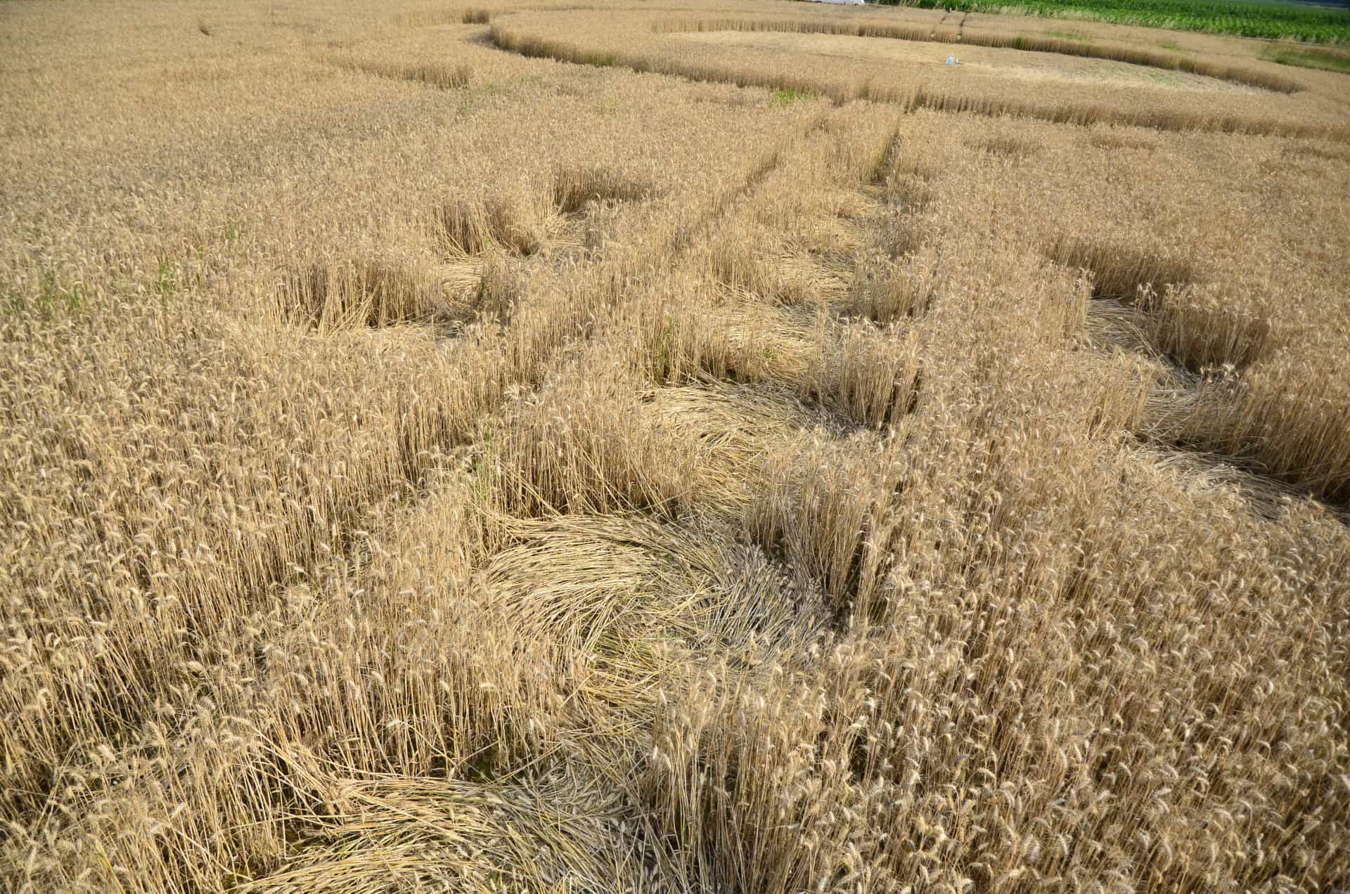 Kornkreise: Was ist über dieses mysteriöse Phänomen bekannt?