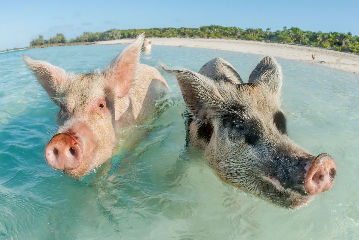 <p>Aside from its amazingly clear water, Exuma is home to Pig Beach and Iguana Island. Tagged and taken care of by a local board, it’s mesmerizing to see these wild pigs roam the Caribbean shore. It’s said that years ago, a ship crashed and the pigs found refuge on the island as they’re not native animals to it. </p><p>Where to stay: <a href="https://grandisleresort.com/">Grand Isle Resort and Residences</a> comes with your very own golf cart to roam the property. Daily excursions are set up where you can see the pigs, iguanas and swim with nursing sharks!</p>
