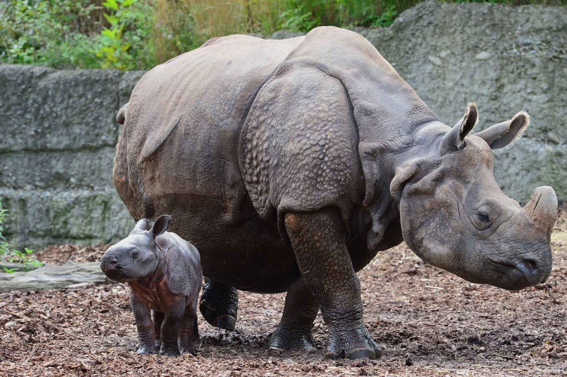 The longest gestations in the animal world