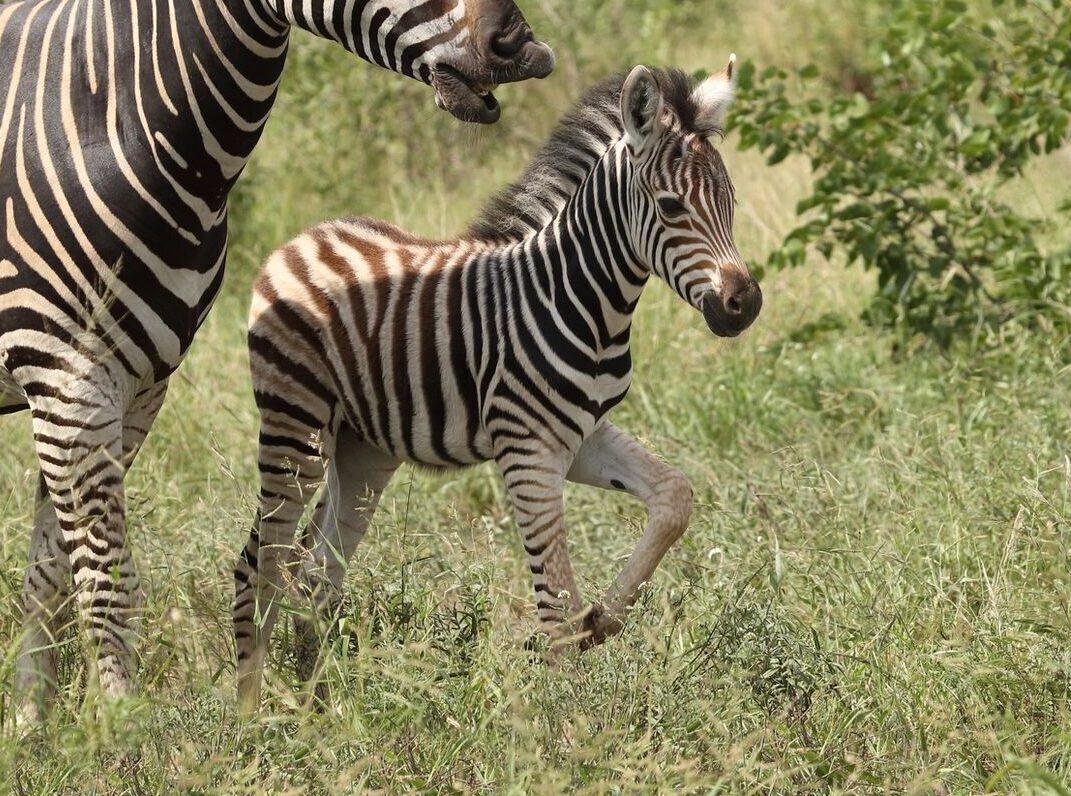 The longest gestations in the animal world