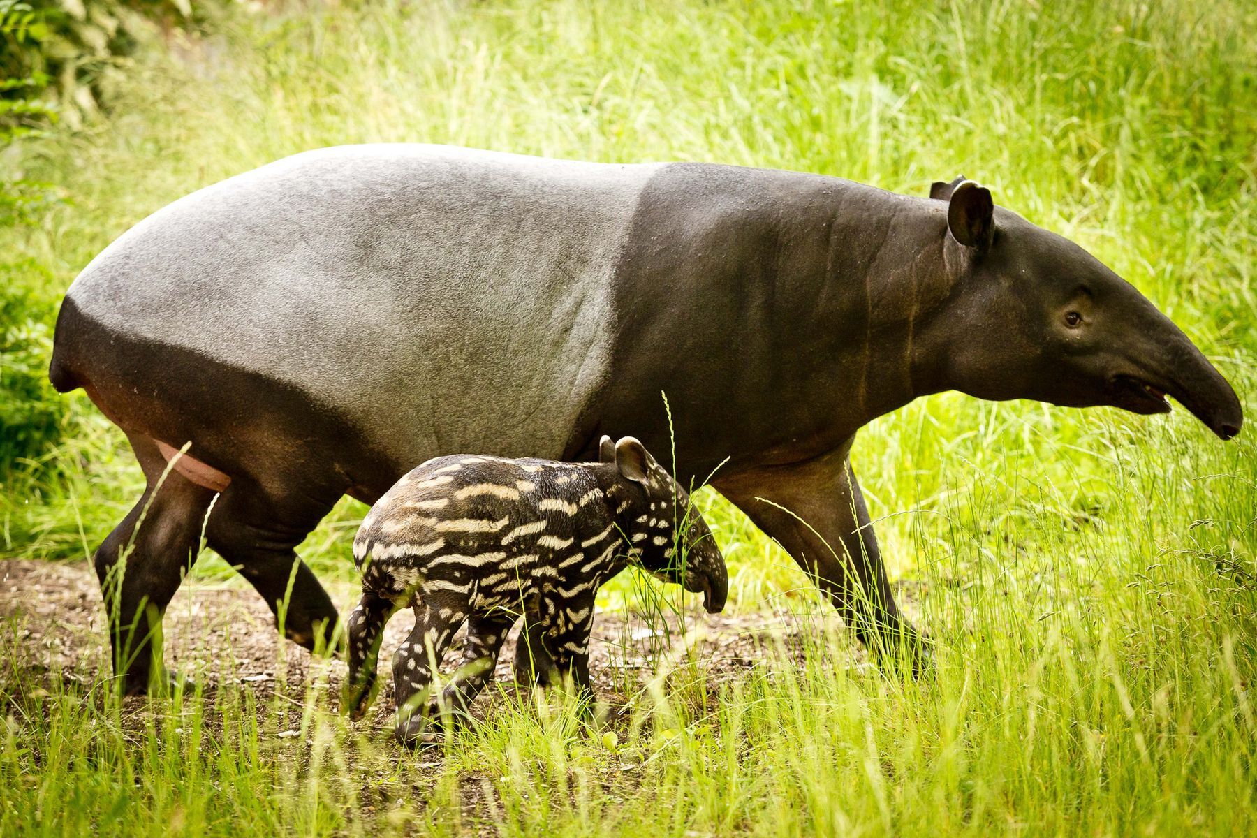 The longest gestations in the animal world