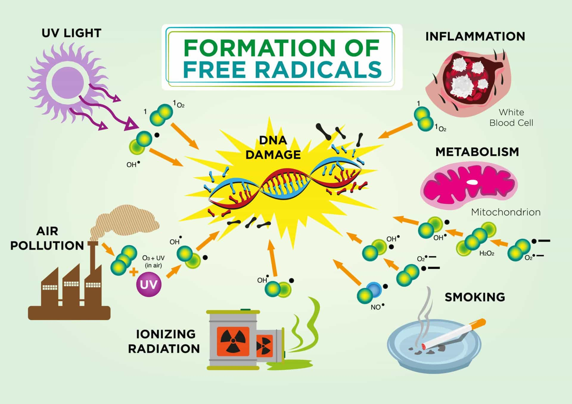 what-s-so-special-about-antioxidants