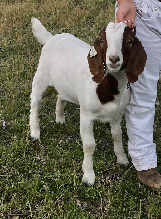 Lawsuit over 4 H pet goat #39 s slaughter settled against Shasta County Lawsuit over 4 H pet goat #39 s slaughter settled against Shasta County