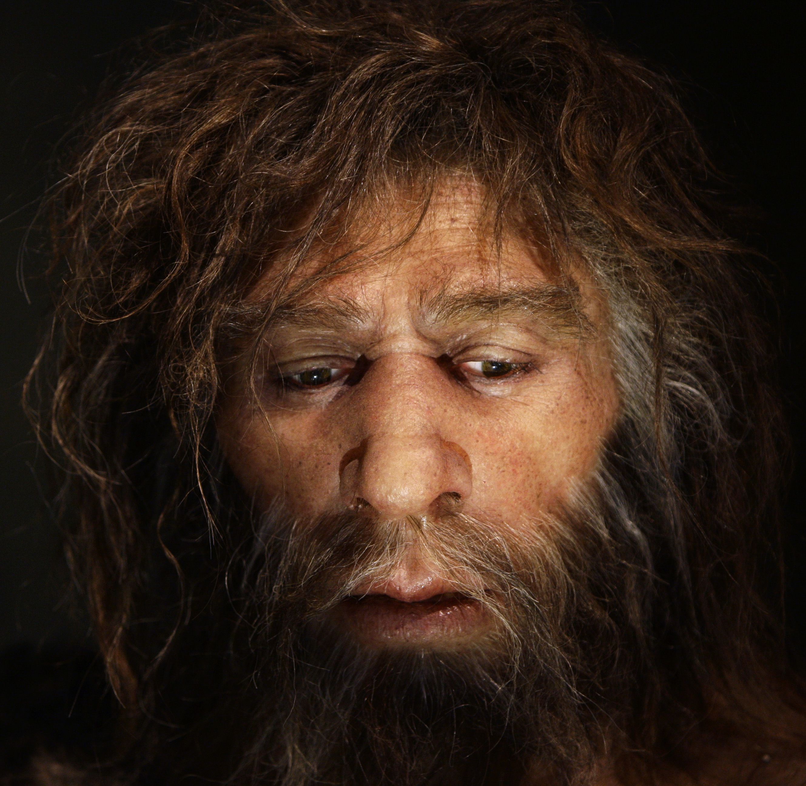 Homo neanderthalensis