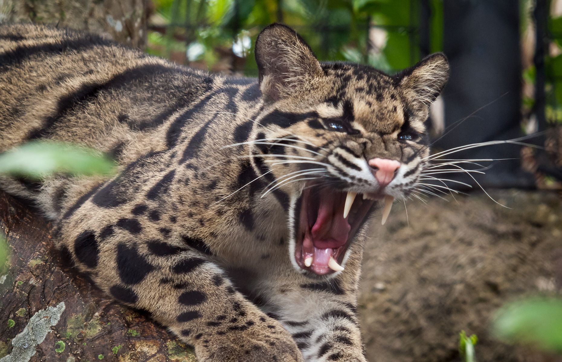 Everything you need to know about the clouded leopard