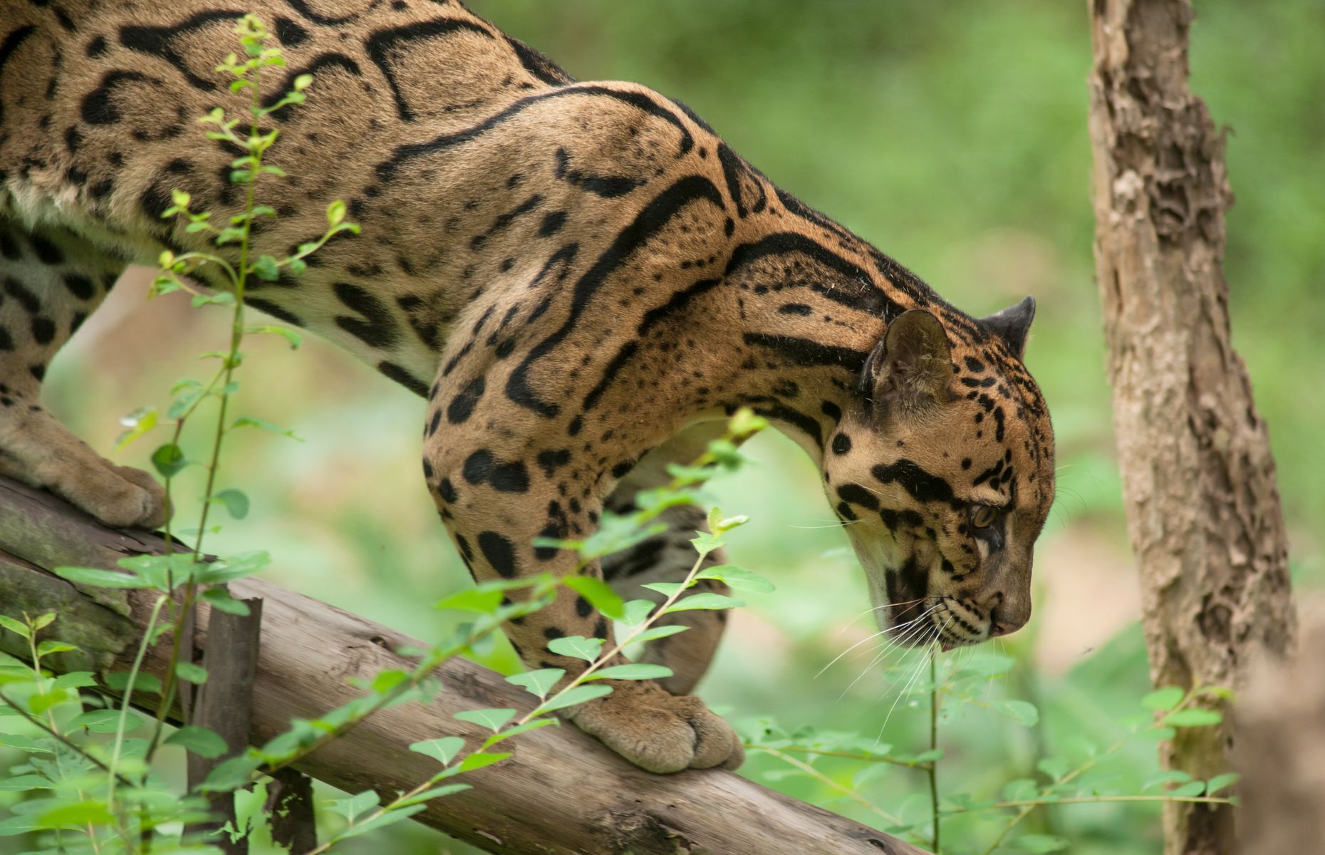 Everything you need to know about the clouded leopard