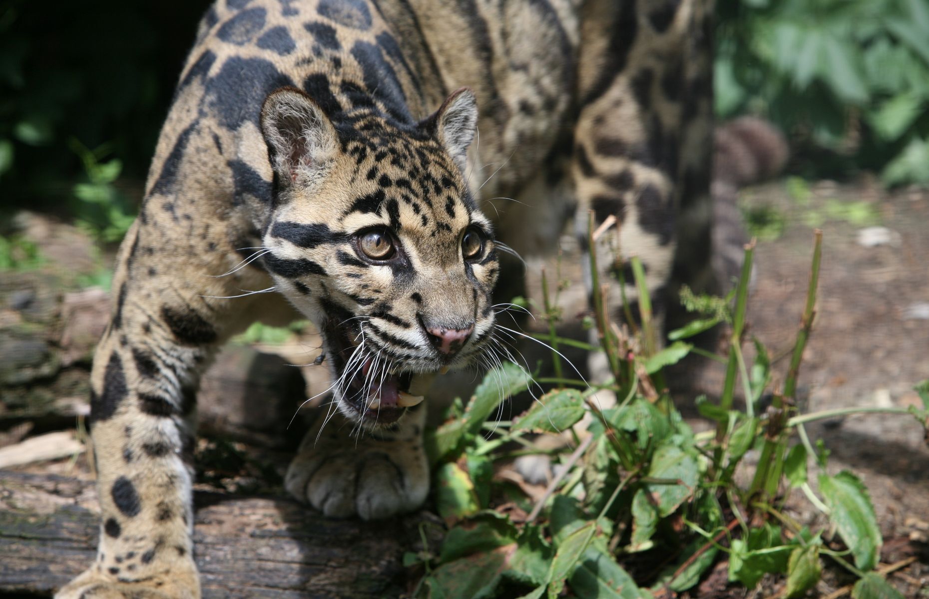 Everything you need to know about the clouded leopard