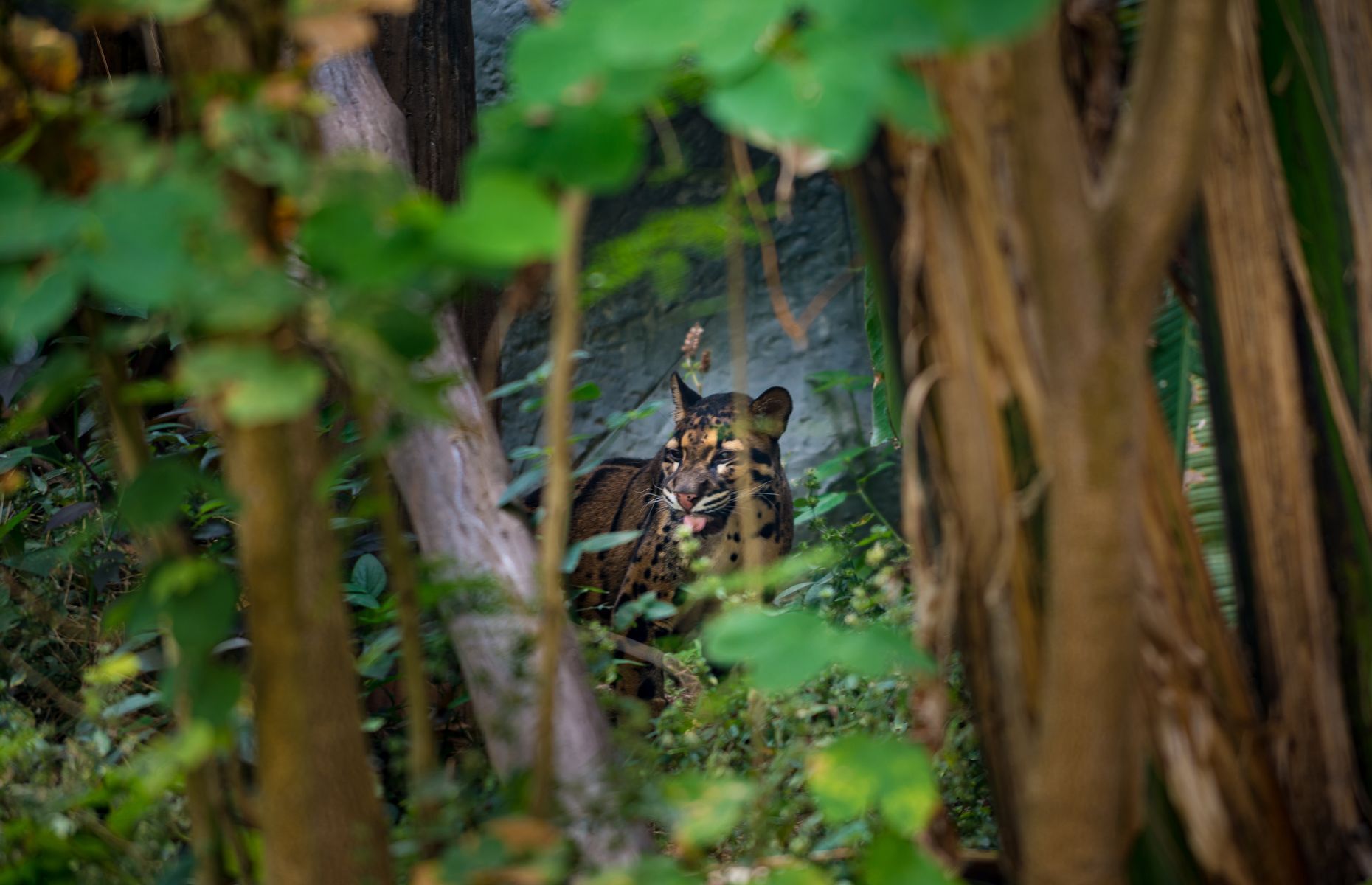 Everything you need to know about the clouded leopard