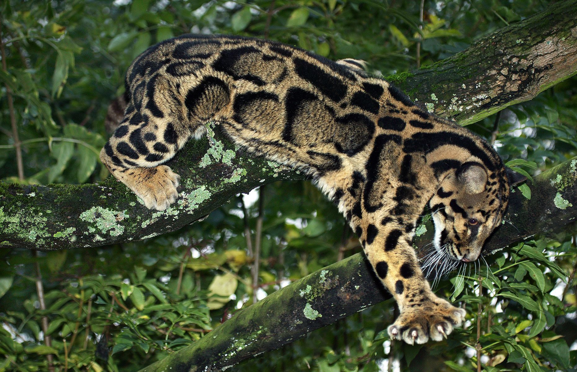 Everything you need to know about the clouded leopard