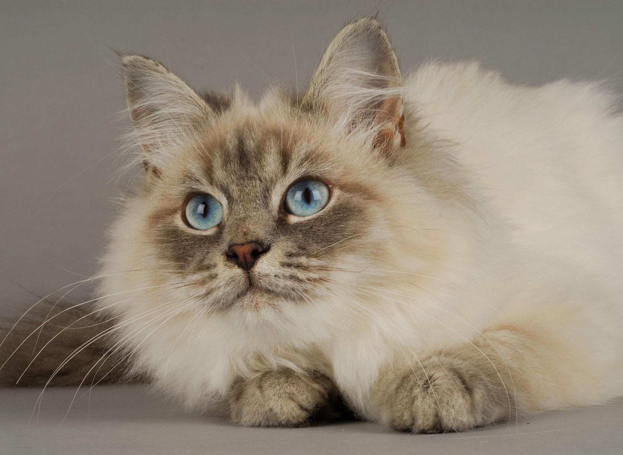 Best cat breeds for homes with dogs: 9 of the most friendly cat breeds ...