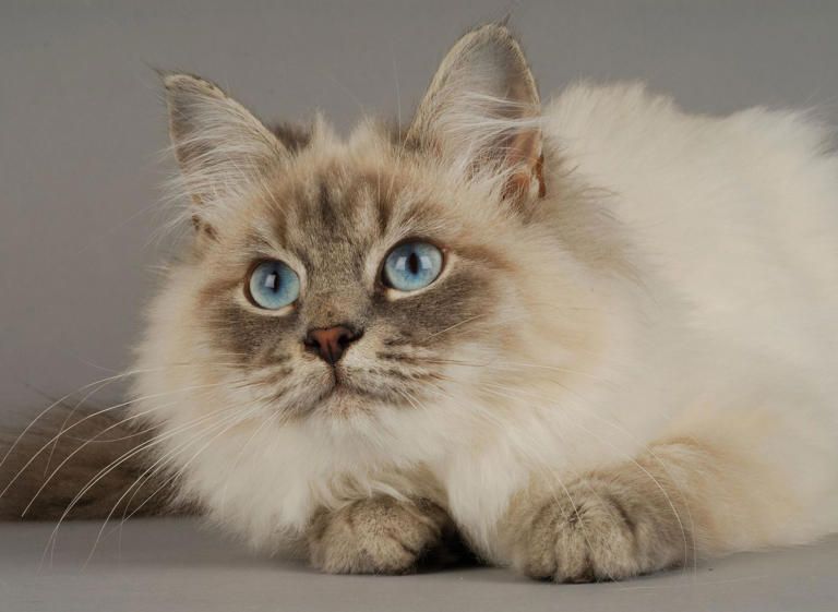 Social Cat Breeds 2024: Here are 9 breeds of loving cat most likely to ...