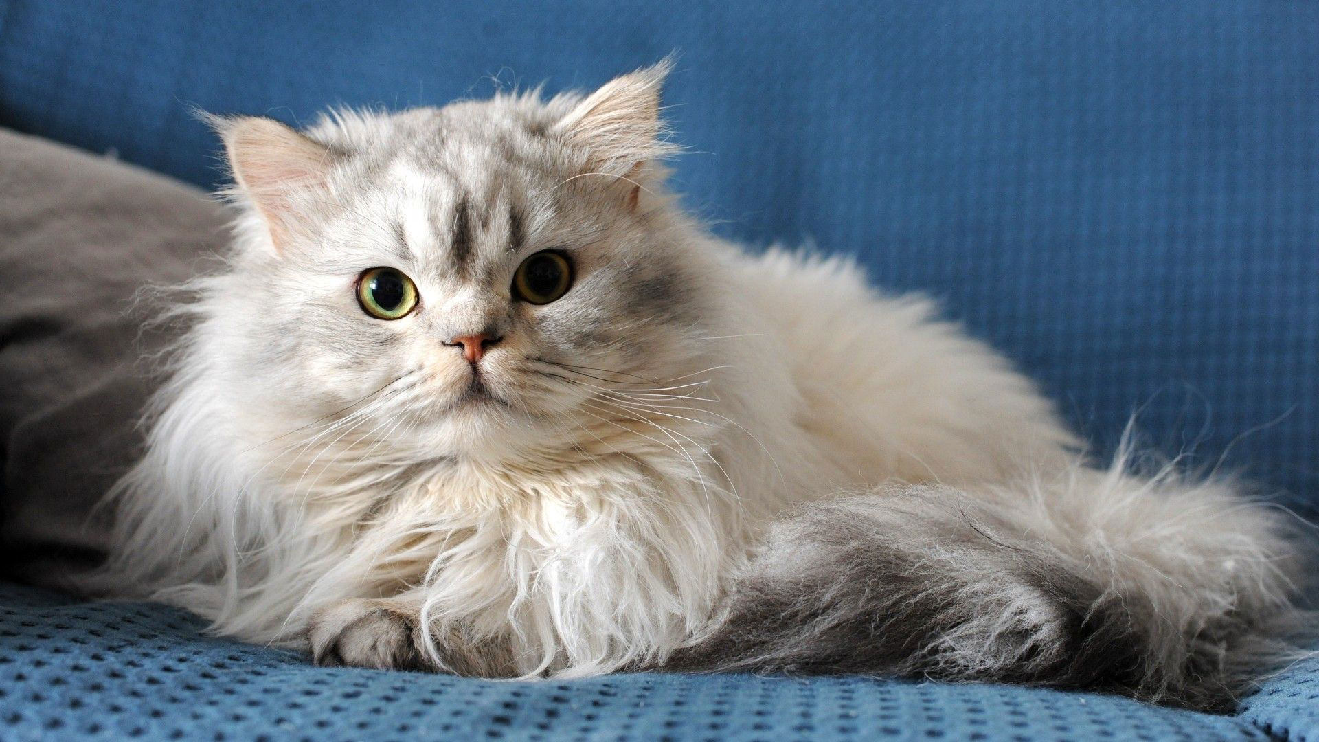 10 best indoor cat breeds