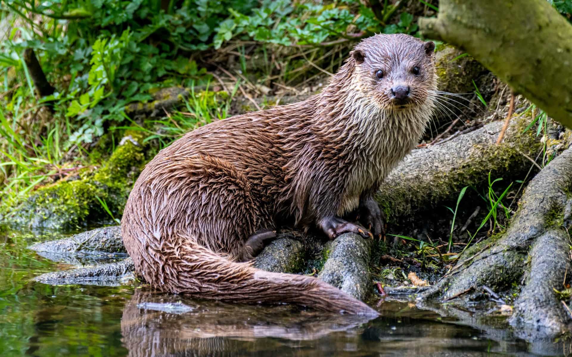 <p>Make sure your trip to Stamford involves investigating the delightful Stamford Museum & Nature Center, where the resident river otters are guaranteed to put a smile on your face. The Stamford Center for the Arts should also be checked out for its entertainment program, which often brings A-list performers to town.</p><p><a href="https://www.msn.com/en-us/community/channel/vid-7xx8mnucu55yw63we9va2gwr7uihbxwc68fxqp25x6tg4ftibpra?cvid=94631541bc0f4f89bfd59158d696ad7e">Follow us and access great exclusive content everyday</a></p>