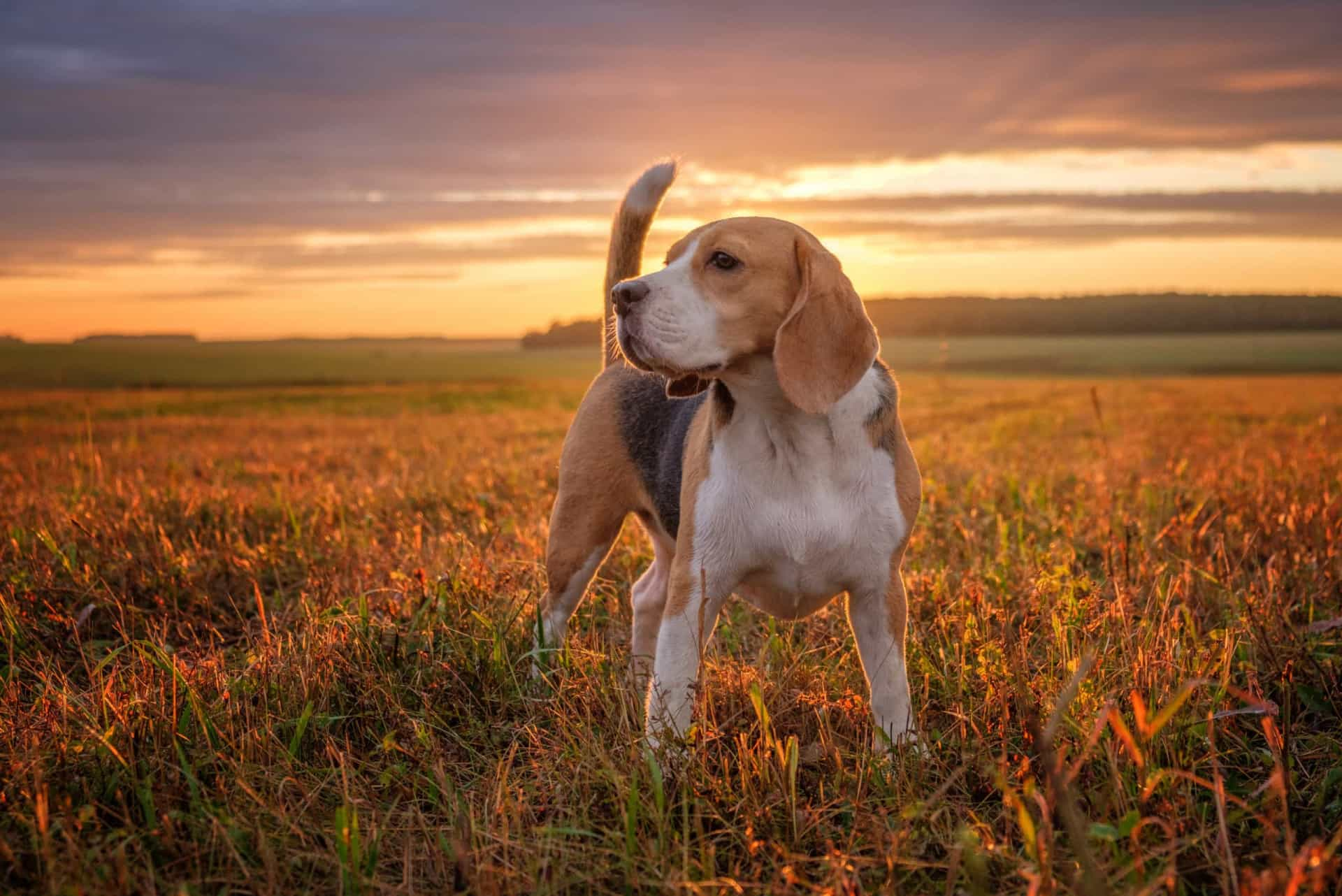 Why Beagles Are So Loyal To Their Owners