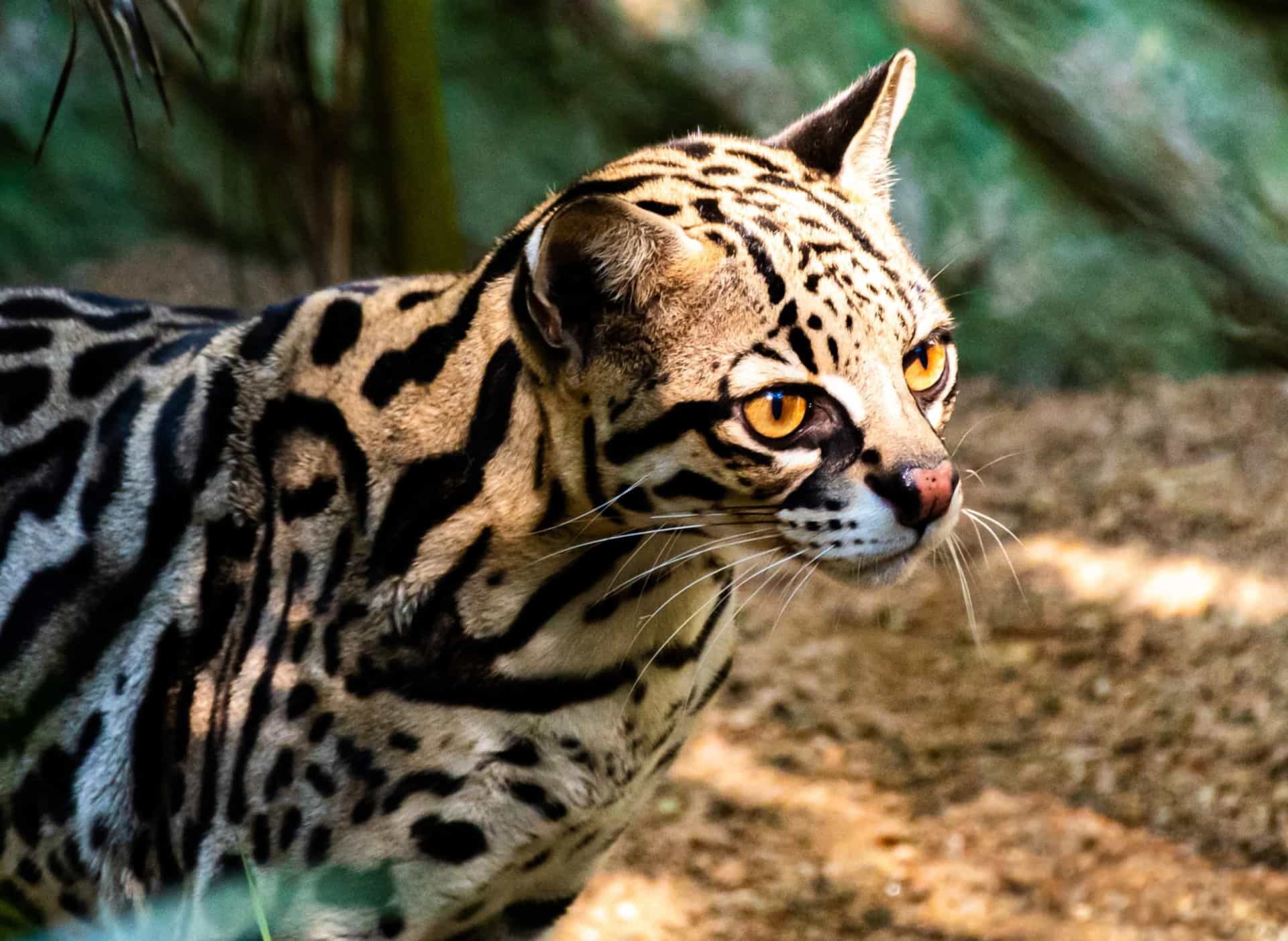 <p>The animals at Beardsley, the only zoo in Connecticut, include the beautiful Brazilian ocelot, found in the Rain Forest Building. The zoo also features a vintage carousel, a nod towards P.T. Barnum, whose world-famous circus was based in Bridgeport.</p><p><a href="https://www.msn.com/en-us/community/channel/vid-7xx8mnucu55yw63we9va2gwr7uihbxwc68fxqp25x6tg4ftibpra?cvid=94631541bc0f4f89bfd59158d696ad7e">Follow us and access great exclusive content everyday</a></p>