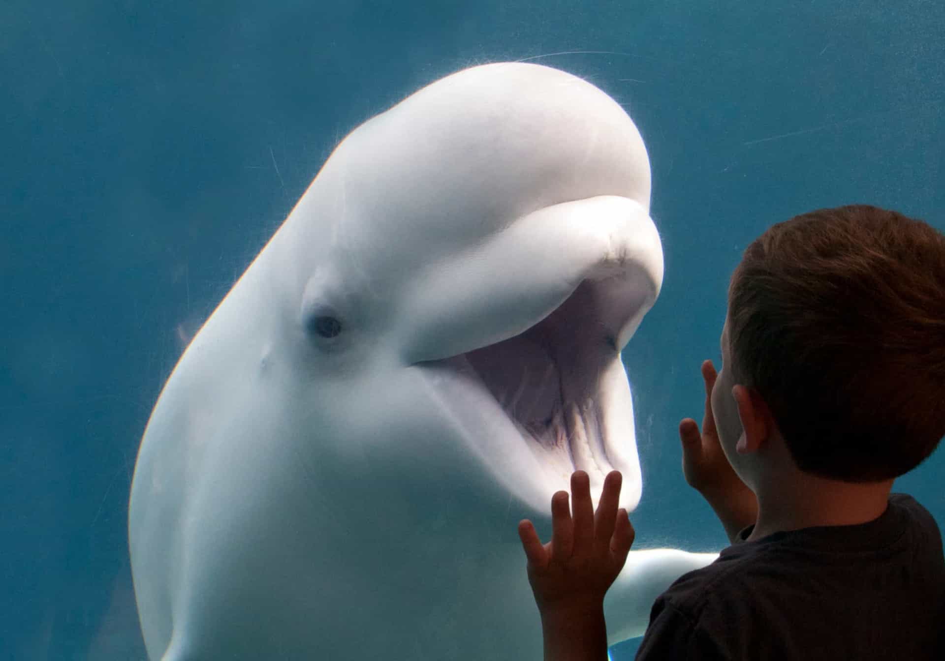 <p>Mystic Aquarium is home to playful beluga <a href="https://www.starsinsider.com/lifestyle/457467/how-whales-help-to-combat-climate-change" rel="noopener">whales</a>, the only ones found in New England. After meeting and greeting these beguiling creatures, say hi to the other residents, among them seals, sharks, and sea lions.</p><p><a href="https://www.msn.com/en-us/community/channel/vid-7xx8mnucu55yw63we9va2gwr7uihbxwc68fxqp25x6tg4ftibpra?cvid=94631541bc0f4f89bfd59158d696ad7e">Follow us and access great exclusive content everyday</a></p>