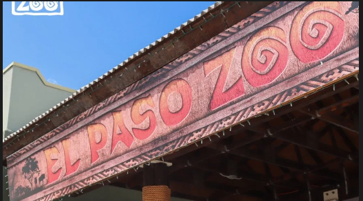 EP Zoo’s mountain lions to predict Super Bowl winner