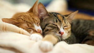 Zwei Katzen die süss schlafen