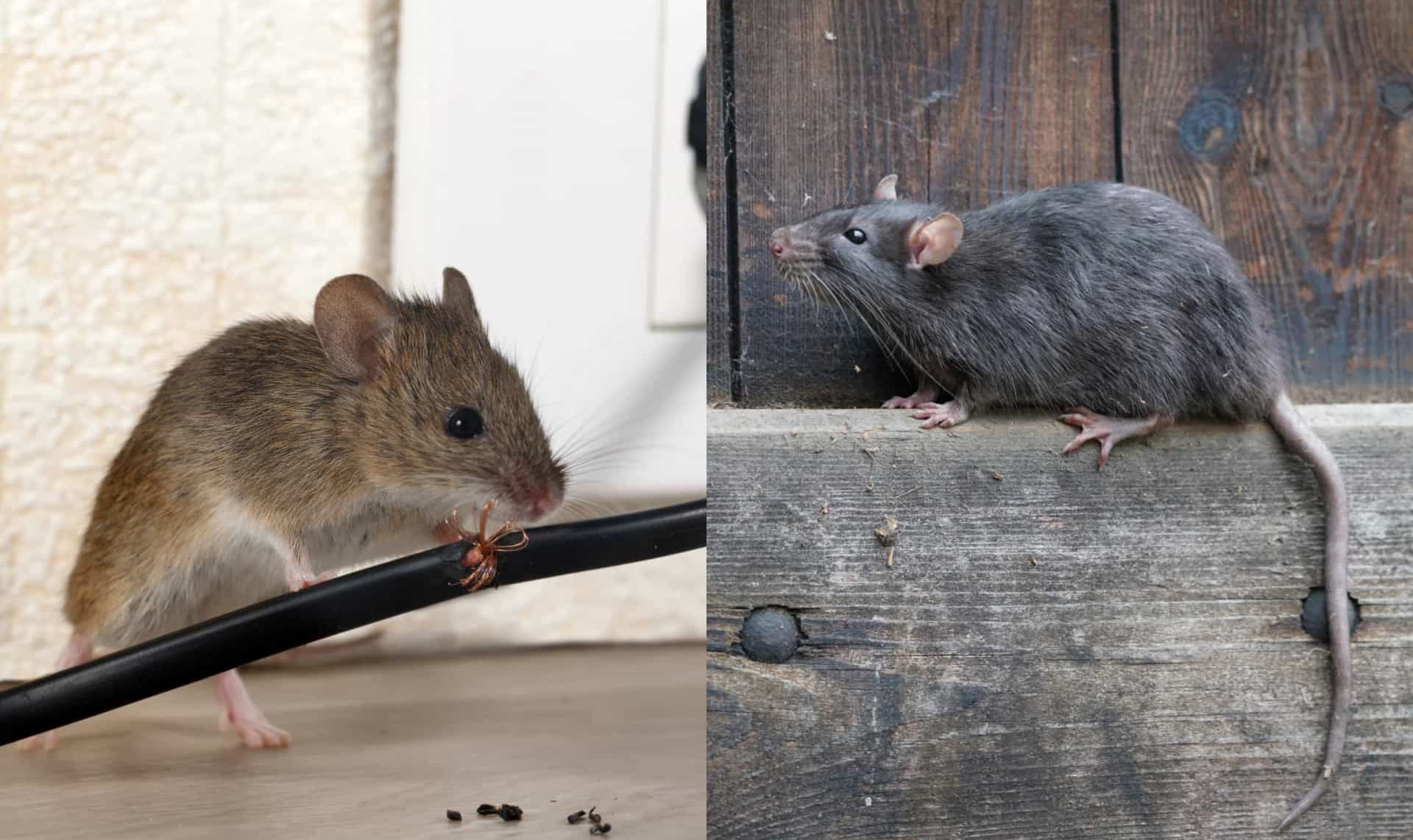 Diese Tiere verwechseln wir ständig miteinander