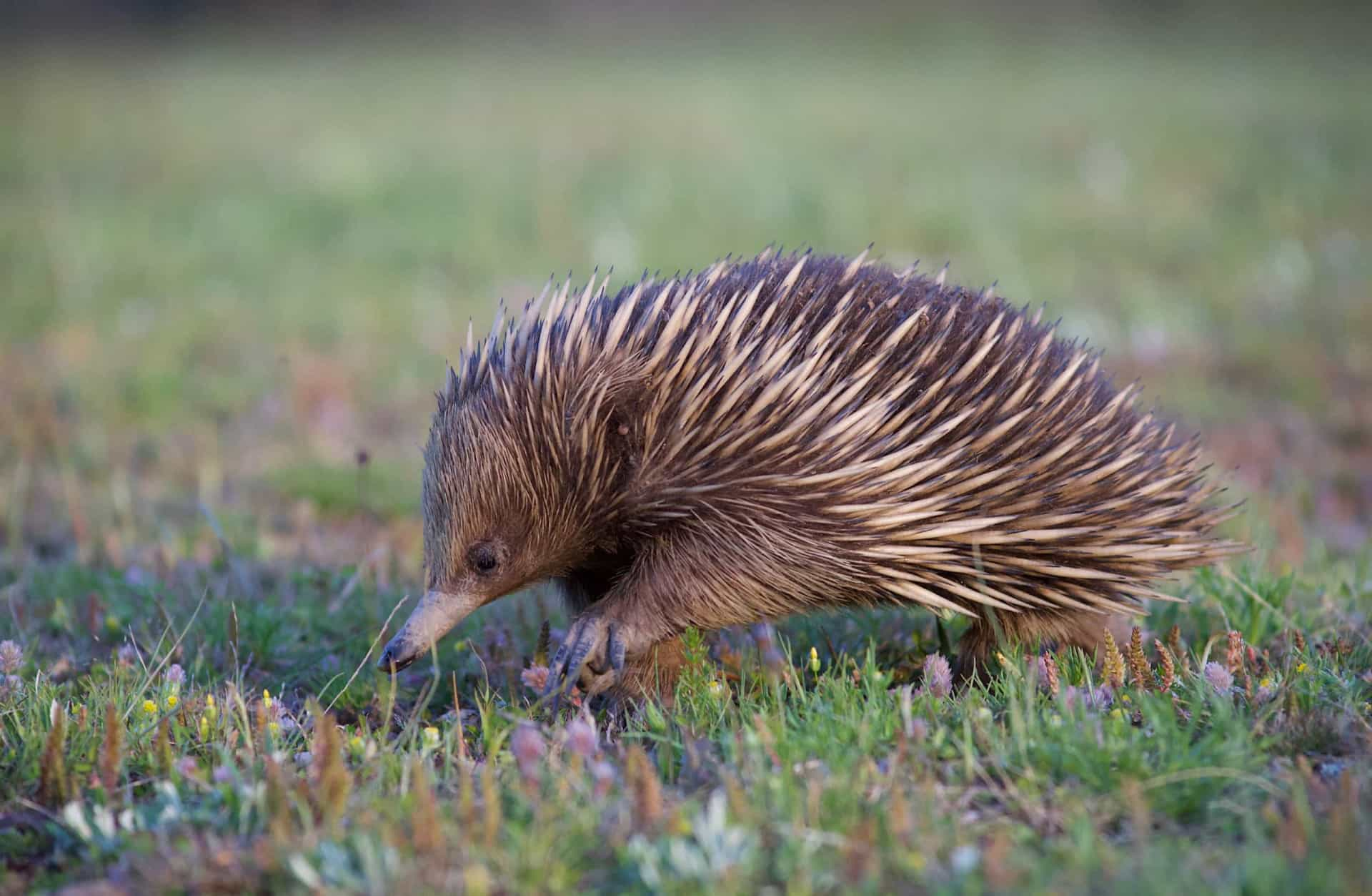 Prehistoric animals that still roam the Earth