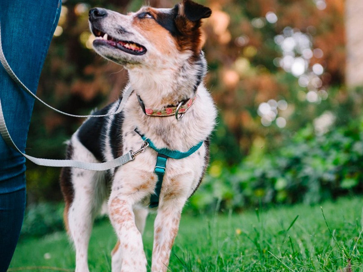 <h3 class="faq-question">Why do dogs pull on leash?</h3><p class="faq-answer">"Dogs may pull on a leash due to hypersensitivity to all that is going on around them as well as a lack of proper leash training as a puppy," explained Lillian Baker, veterinarian and owner of <a href="https://bakersmobilevet.com/" rel="noopener">Baker's Mobile Veterinary Services</a> in Houston, Texas. No dog is born innately understanding how to walk on a leash. They pull because they naturally walk faster than we do and because they want to get to the park or greet another dog or sniff something interesting. Typically they continue to pull because they've discovered that, when they do, they get to move forward.</p><h3 class="faq-question">Can my dog hurt their neck pulling on the leash?</h3><p class="faq-answer">Traditional neck collars should never be used for restraining or controlling your dog because they can cause tension and stress on the dog's neck. "Dogs that pull on leash are at an increased risk of choking," said Baker. Tracheal collapse is another potential consequence of pressure around the neck, she explained. A <a href="https://pubmed.ncbi.nlm.nih.gov/32303668/" rel="noopener">2020 study published in the journal "Vet Record"</a> using canine neck models with pressure sensors confirmed the danger, concluding that all types of dog collars have the potential to cause harm to a dog's neck. A flat neck collar's only purpose is for attaching your dog's ID tags or for decoration. A no-clip body harness is a much safer and more effective way of walking a dog that pulls.</p><h3 class="faq-question">How do front-clip no-pull harnesses work?</h3><p class="faq-answer">Front-clip harnesses are designed to discourage pulling by pivoting the dog toward you whenever the leash is taut. No-pull harnesses come in two basic designs: A Y-shaped chest strap or a strap that lays horizontally across the chest. Y-shaped harnesses better allow for full freedom of movement. "Any product that forms a Y shape around the dog's neck and under the chest is non-restrictive," said veterinarian <a href="https://caninesports.com/about-us/" rel="noopener">Chris Zink</a>, a canine sports medicine consultant and researcher at Johns Hopkins University.</p><h3 class="faq-question">How do I fit a no-pull harness to my dog?</h3><p class="faq-answer">Finding the right harness for your dog is like choosing the perfect running sneakers: Fit is crucial. There's nothing scarier than your dog wriggling or backing out of a loose-fitting harness. An ill-fitting harness will also be uncomfortable, and if it's too tight, it can cause chafing. Sagging harnesses can impede a dog's full range of shoulder or leg movement.</p><p class="faq-answer">A well-fitting harness should be snug but not too tight, with enough room to fit two to three fingers under all the straps. Check the sizing charts and read the instructions on how to measure your dog. When buying online, measure carefully and check the return policy before ordering.</p><h3 class="faq-question">Will a no-pull harness teach my dog to stop pulling?</h3><p class="faq-answer">Front-clip no-pull harnesses are not a magic bullet that will instantly stop your dog from pulling, but they are a management tool. The best way to stop your dog from pulling is to train loose leash walking using positive reinforcement. If your dog is a veteran puller, there is no humane piece of equipment that will teach them to stop pulling, but a good harness will help you manage and control your dog while teaching them leash manners. If you keep walking whenever your dog pulls, you are not only missing out on the chance to train loose leash walking, you are also reinforcing pulling.</p><h3 class="faq-question">What's the best leash for a dog who pulls?</h3><p class="faq-answer">Baker prefers a standard 4-to-6-foot-long leather leash for dog walking. She recommends avoiding retractable leashes which present a variety of safety concerns for both dogs and their walkers.</p><h3 class="faq-question">Why don't we recommend prong, choke, and e-collars?</h3><p class="faq-answer">We only considered no-pull equipment that does not cause pain or discomfort for a dog. Prong, choke, and shock collars are all designed to punish a dog by inflicting pain around the neck whenever they pull. Prong collars and choke chains can also cause damage to a dog's neck. "As a general rule, I don't like anything that puts too much pressure on the neck," said veterinary behaviorist <a href="https://www.vet.upenn.edu/people/faculty-clinician-search/CARLOSIRACUSA" rel="noopener">Carlo Siracusa</a>, associate professor of clinical animal behavior and welfare at University of Pennsylvania School of Veterinary Medicine. "Definitely no prong or shock collars. Even a martingale-type collar, which I do like, will not prevent the dog from pulling [and] will apply pressure on the neck."</p><p class="faq-answer">In addition to being unsafe, punishment and pain create fear, stress, and anxiety in dogs. <a href="https://www.ncbi.nlm.nih.gov/pmc/articles/PMC4153538/" rel="noopener">A study in the journal "PLOS One" shows</a> that e-collars, also known as shock collars, produce behavioral and physiological signs of stress when used on pet dogs. As of October 2020, Petco, the second largest retail pet company in the United States, <a href="https://affiliate.insider.com?u=https%3A%2F%2Fwww.petco.com%2Fshop%2Fen%2Fpetcostore%2Fc%2Fstop-the-shock" rel="nofollow noopener sponsored">discontinued the sale of all shock collars</a> online and in stores. Shock collars are banned and illegal in many countries, including England, Denmark, Norway, Sweden, Austria, Switzerland, and Germany. To train your dog more humanely, effectively, and successfully, use science-based positive reinforcement and rewards-based training and handling methods.</p><h3 class="faq-question">Is there a humane alternative to no-pull harnesses?</h3><p class="faq-answer">Head halters are a humane alternative to body harnesses. Baker recommends their use on dogs that pull. "If you lead the head, the body follows," she explained. Head halters may not be appropriate for every dog. If your pup is easily overaroused or highly reactive on leash, Siracusa said that using a head halter can result in whiplash or neck or spine pain.</p><h3 class="faq-question">Is there such a thing as a "chew-proof" harness?</h3><p class="faq-answer">There is no such thing as a chew-proof harness. A chewed-up harness is not a manufacturer defect or the result of poor design or materials. It takes less than 30 seconds for a determined dog or teething puppy to destroy a brand-new harness, so take it the harness off them when unsupervised. Be sure to also remove harnesses to prevent injury when dogs roughhouse, as teeth and limbs can get entangled.</p>