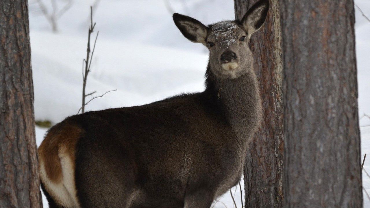 Wildlife watching. CWD.