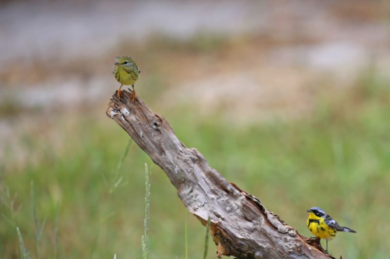 Complete Guide to Dry Tortugas - AA12DcBZ.img