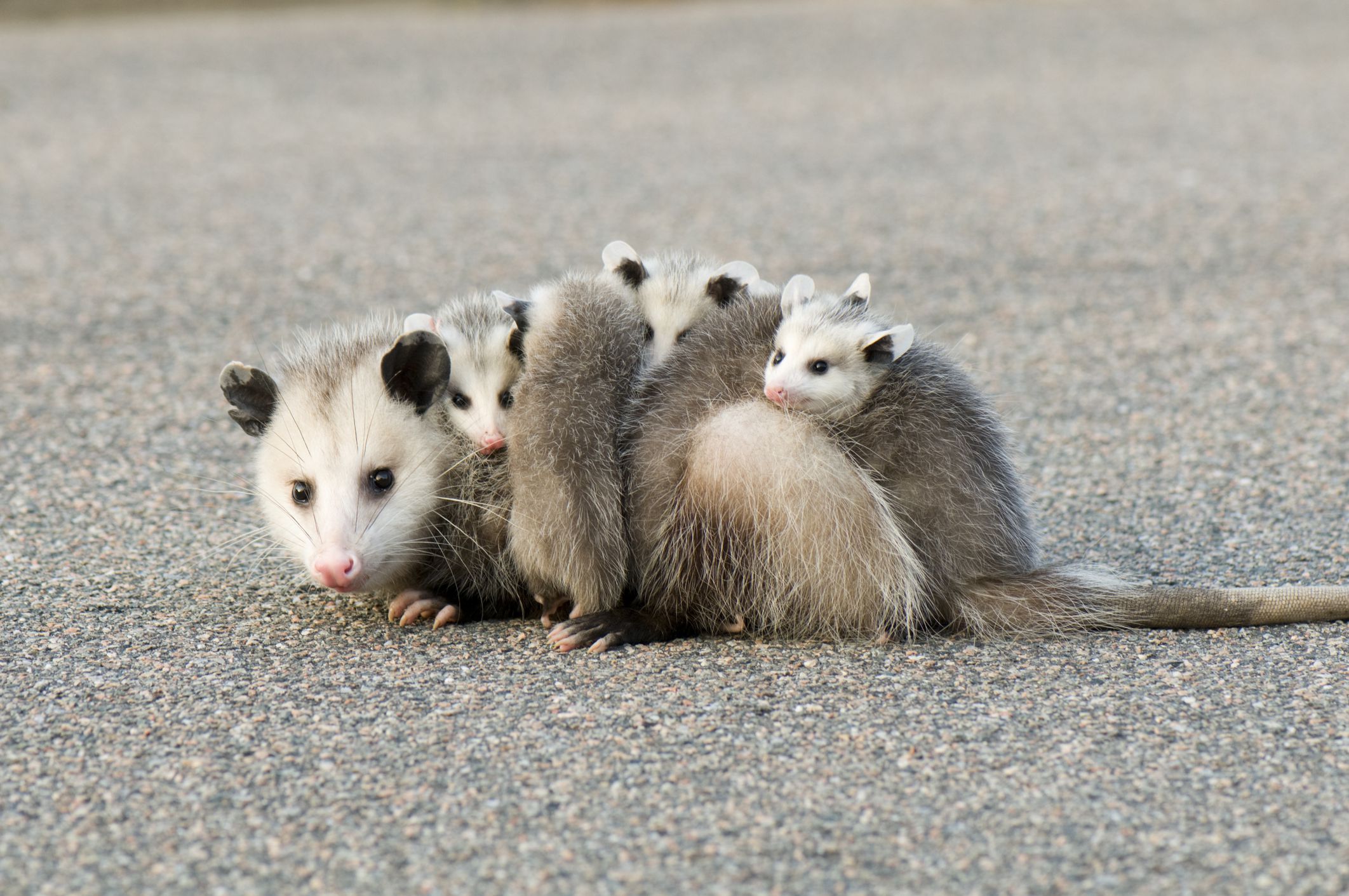 24 Reasons Opossums Are the Best Animal on the Planet