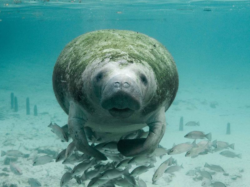 Manatee in the Caribbean 