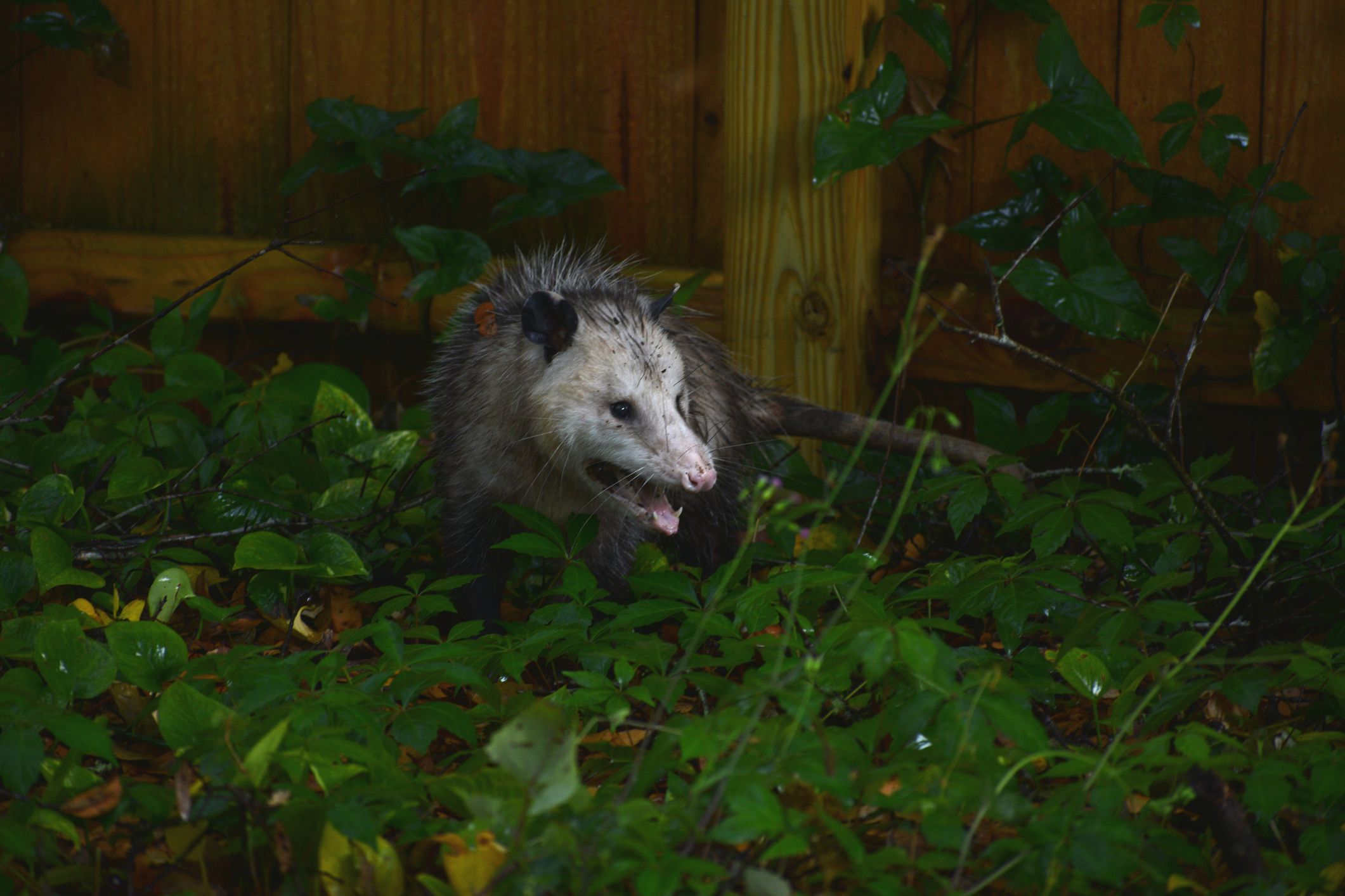 24 Reasons Opossums Are the Best Animal on the Planet