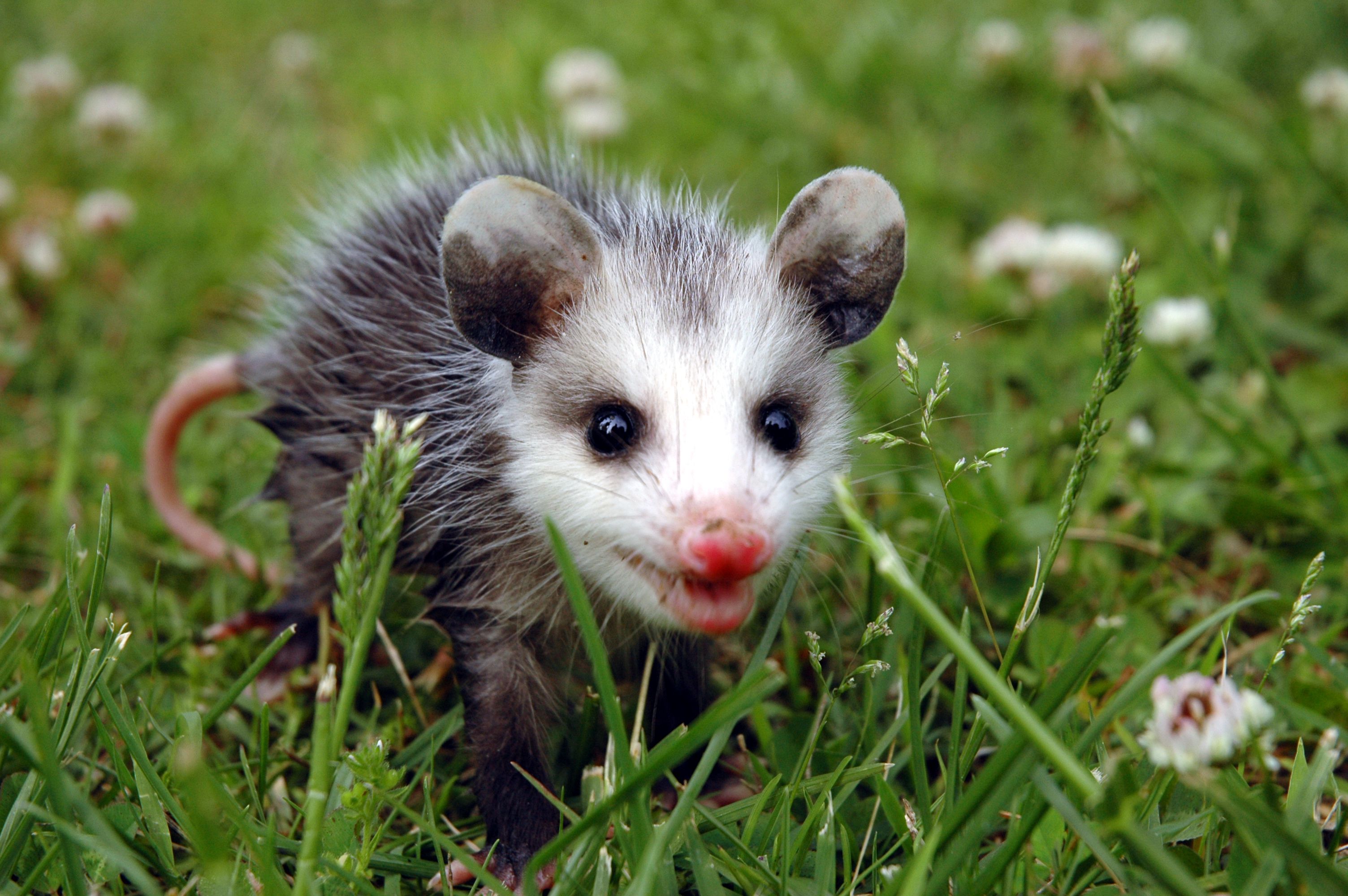 24 Reasons Opossums Are the Best Animal on the Planet