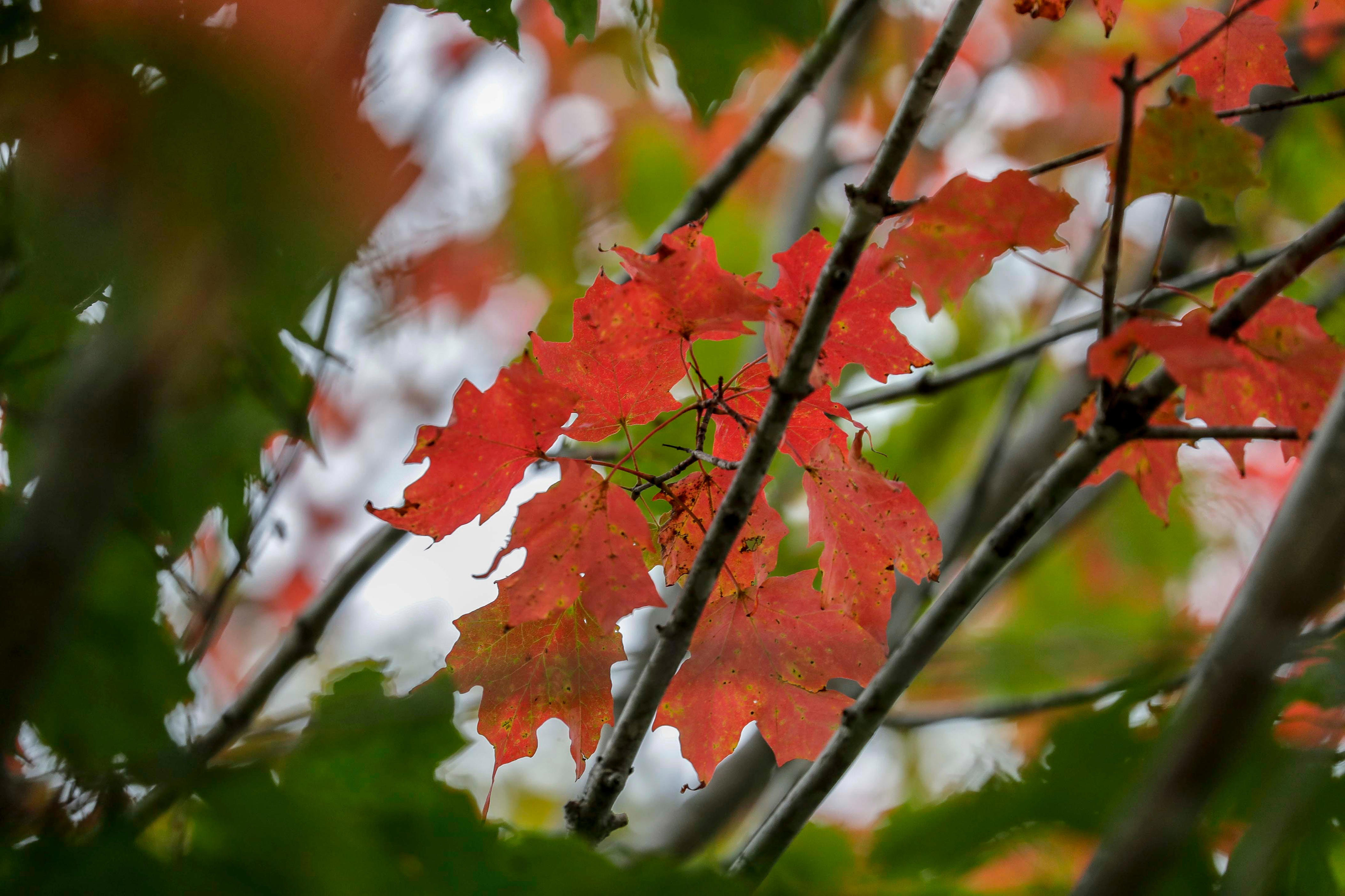 Manitowoc, here's what to know about fall leaf pickup and more news in