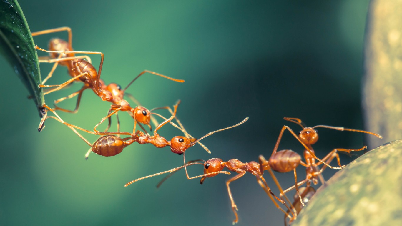 <p>Imagine having the intelligence to design, engineer, and construct a bridge on the spot. Colonies of ants do just this, using their bodies to form living bridges. A 2015 Princeton study examined this phenomenon, finding that the collective action of the colony was so powerful that it could influence "swarm" robotics.</p> <p><span><strong><a href="https://247wallst.com/special-report/2022/04/25/the-smartest-dog-breeds-in-america-2/?utm_source=msn&utm_medium=referral&utm_campaign=msn&utm_content=the-smartest-dog-breeds-in-america-2&wsrlui=47152983">ALSO READ: The Smartest Dog Breeds in America</a></strong></span></p>
