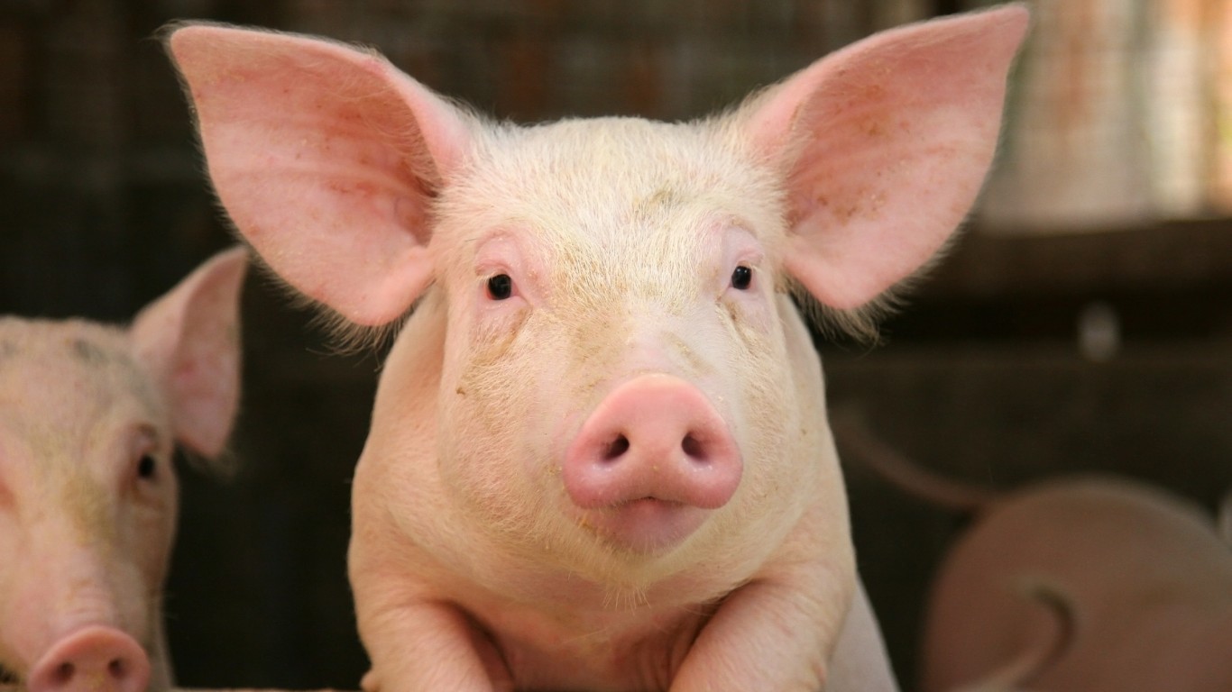 <p>Pigs can't fly, but they can play video games. Researcher Stanley Curtis created a short video game for pigs to play in hopes that this skill might lead to a pig-friendly form of communication. In another study, piglets were smart enough to locate food using a mirror image reflection, a concept that even young human children struggle with.</p> <p><span><strong><a href="https://247wallst.com/special-report/2022/05/02/50-longest-living-animals-in-the-world-6/?utm_source=msn&utm_medium=referral&utm_campaign=msn&utm_content=50-longest-living-animals-in-the-world-6&wsrlui=471529810">ALSO READ: 50 Longest-Living Animals in the World</a></strong></span></p>