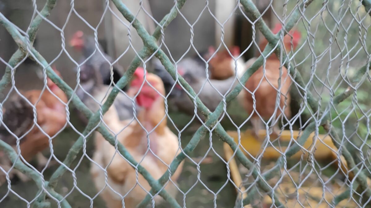 grippe aviaire : le risque relevé de « négligeable » à « modéré » en france