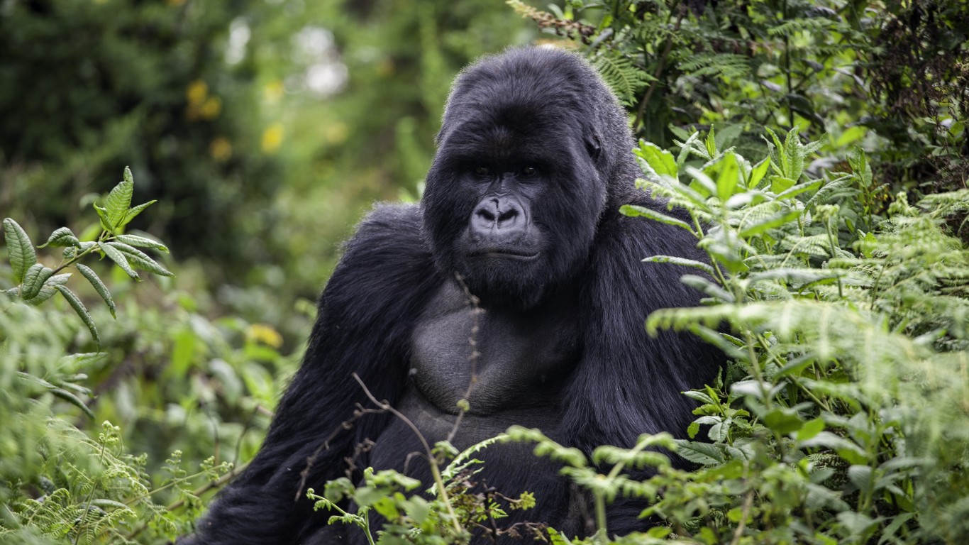 <p>Koko the Gorilla famously learned to communicate with humans using sign language. Gorillas demonstrate their intelligence through their language skills and object use. Some gorillas use a stick to eat ants in order to avoid being stung, and others have made ladder-like structures to help their young reach high places.</p> <p><span><strong><a href="https://247wallst.com/special-report/2022/04/25/the-smartest-dog-breeds-in-america-2/?utm_source=msn&utm_medium=referral&utm_campaign=msn&utm_content=the-smartest-dog-breeds-in-america-2&wsrlui=47152988">ALSO READ: The Smartest Dog Breeds in America</a></strong></span></p>