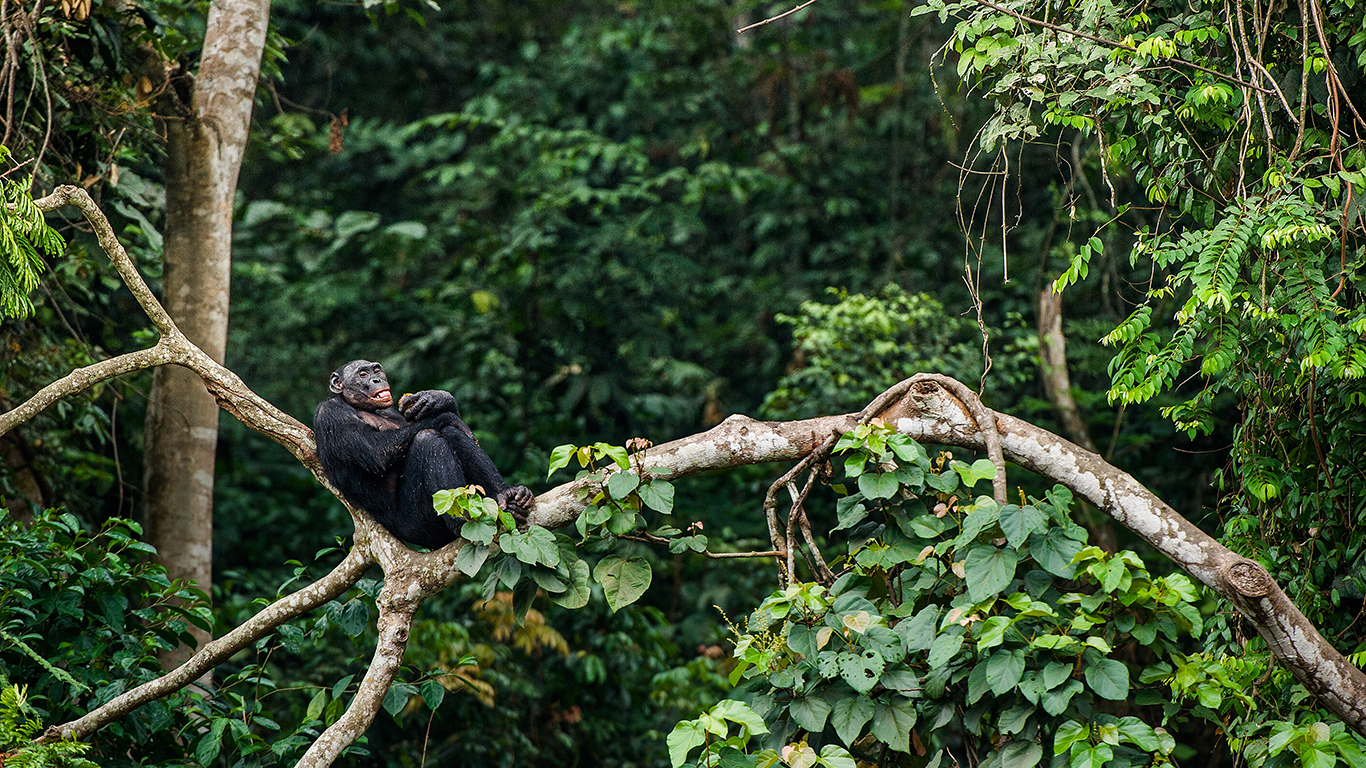 <p>The bonobo is an incredibly intelligent great ape, native to the Democratic Republic of Congo. In bonobo societies, females are in charge, and physical aggression is less common than with chimpanzees. One study demonstrated that bonobos show empathy toward others.</p> <p><span><strong><a href="https://247wallst.com/special-report/2022/05/26/this-is-the-fastest-animal-in-the-world-2/?utm_source=msn&utm_medium=referral&utm_campaign=msn&utm_content=this-is-the-fastest-animal-in-the-world-2&wsrlui=47152984">ALSO READ: This Is the Fastest Animal in the World</a></strong></span></p>