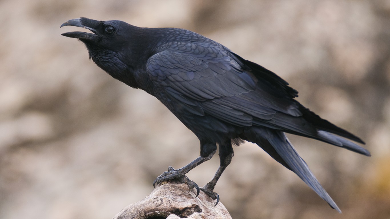 <p>Much like crows, ravens are one of the smartest birds in the animal kingdom. A 2020 study found that by the age of four months, they have cognitive abilities on par with those of the great apes. Ravens can use tools, solve complex problems, have sharp memories, and plan for the future.</p> <p><span><strong><a href="https://247wallst.com/special-report/2022/04/25/the-smartest-dog-breeds-in-america-2/?utm_source=msn&utm_medium=referral&utm_campaign=msn&utm_content=the-smartest-dog-breeds-in-america-2&wsrlui=471529812">ALSO READ: The Smartest Dog Breeds in America</a></strong></span></p>