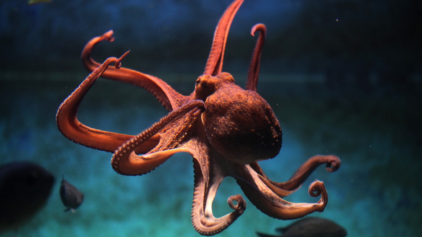 <p>Octopuses, part of the cephalopod class, have a brain with nerves that extend to each of their eight arms. Research has shown that while an octopus's brain may give a centralized order, each arm has enough brain power to decide how to execute it. Octopuses are able to solve puzzles, use tools, and even recognize human faces.  </p>