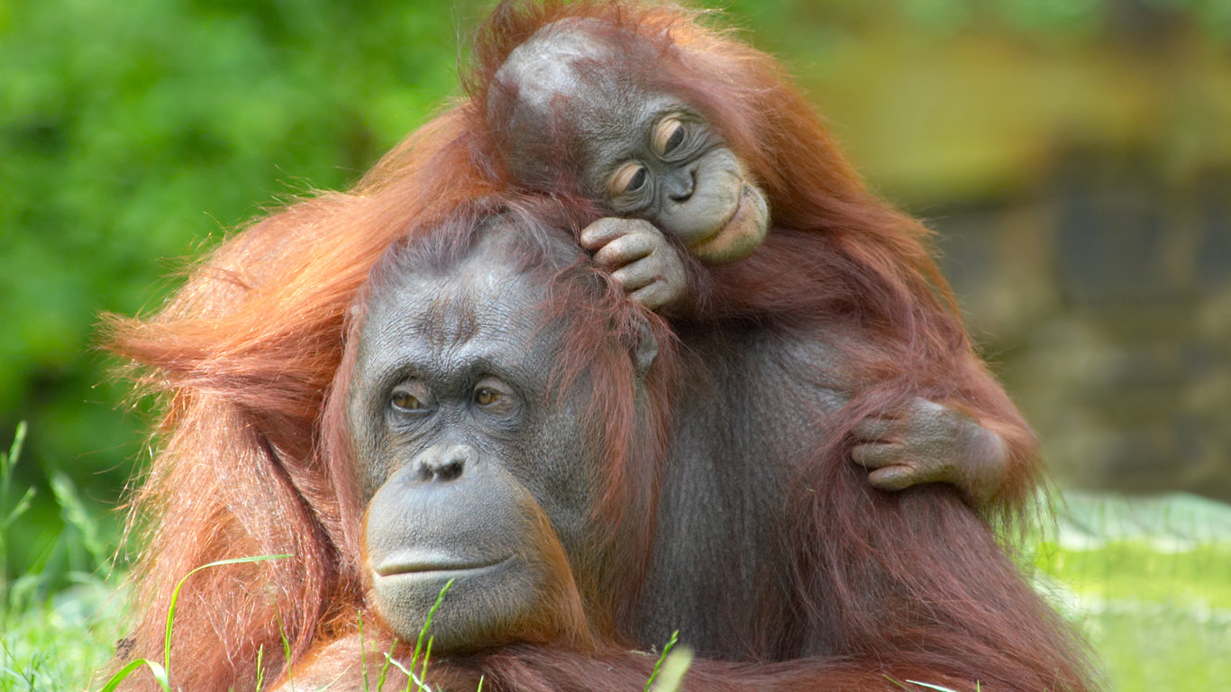 <p>Humans share 97% of their genome with orangutans, a type of primate predominantly found in Southeast Asia. Orangutans are socially intelligent, and a 2009 study observed two orangutans exchanging tokens in order to obtain something they wanted, much like a bartering system.</p> <p><span><strong><a href="https://247wallst.com/special-report/2022/05/26/this-is-the-fastest-animal-in-the-world-2/?utm_source=msn&utm_medium=referral&utm_campaign=msn&utm_content=this-is-the-fastest-animal-in-the-world-2&wsrlui=47152989">ALSO READ: This Is the Fastest Animal in the World</a></strong></span></p>