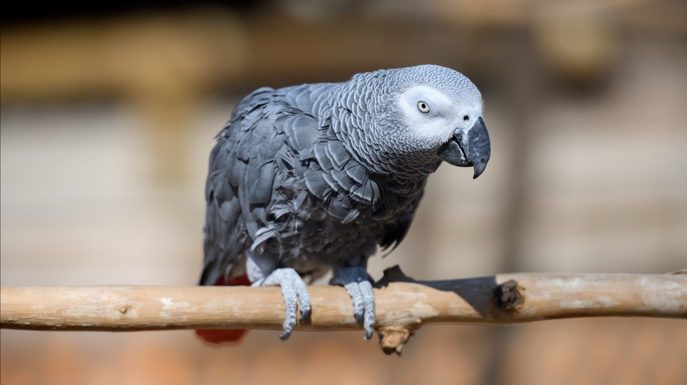 <p>The ability to learn language is a sign of intelligence, and African gray parrots are smart enough to learn English words. One of them, Alex, trained by comparative psychologist Dr. Irene Pepperberg, had a vocabulary of over 100 words. Alex also had the ability to distinguish between shapes and color.</p>
