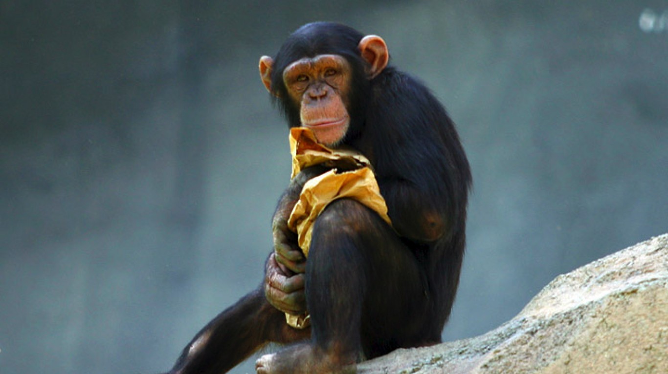 <p>The utilization of tools is a sign of higher intelligence. Of all non-human animals, chimpanzees are the most skilled at tool use. Researchers note that Savanna chimpanzees use at least 26 tools while hunting, with some tools involving five steps of preparation. Chimpanzees also demonstrate intelligence through communication, empathy, compassion, and even respect for elders.</p> <p><span><strong><a href="https://247wallst.com/special-report/2022/05/02/50-longest-living-animals-in-the-world-6/?utm_source=msn&utm_medium=referral&utm_campaign=msn&utm_content=50-longest-living-animals-in-the-world-6&wsrlui=47152985">ALSO READ: 50 Longest-Living Animals in the World</a></strong></span></p>