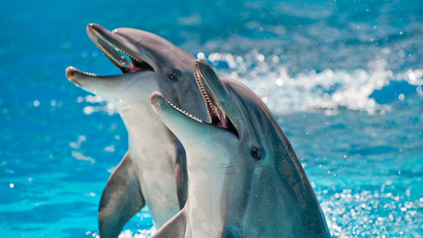 <p>"The Simpsons" once aired an episode in which dolphins took over the world, highlighting the sea mammal's notable intelligence. Dolphins have the ability to remember faces for at least 20 years. They communicate through echolocation, a form of sonar that can detect characteristics of objects hundreds of yards in the distance. The U.S. Navy has employed the help of dolphins in seeking out undersea mines. </p>