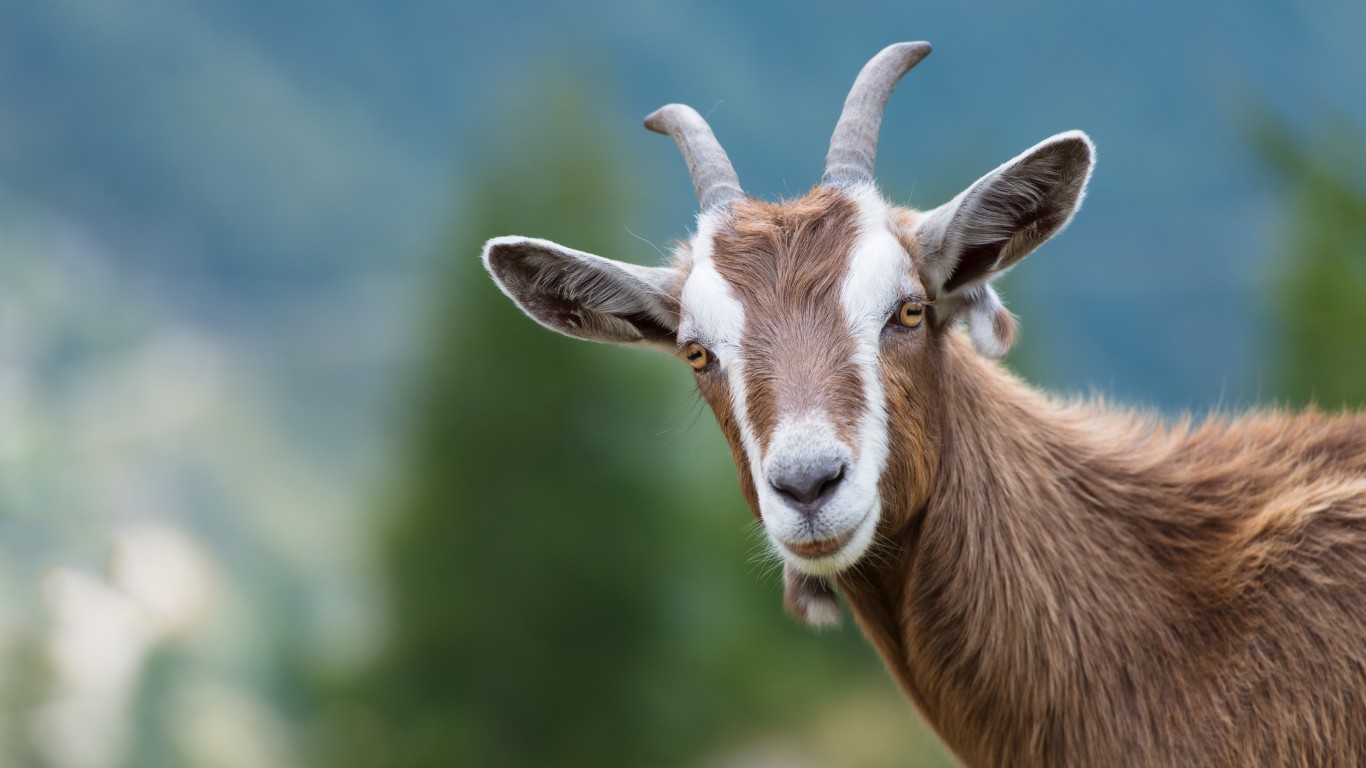 <p>Goats may not come to mind as a highly intelligent animal, but a 2016 study found that they're actually quite smart. In the study, goats employed complex communication skills by intensely staring at a human to ask for help retrieving a treat. Another study demonstrated that goats are able to solve puzzles. </p>