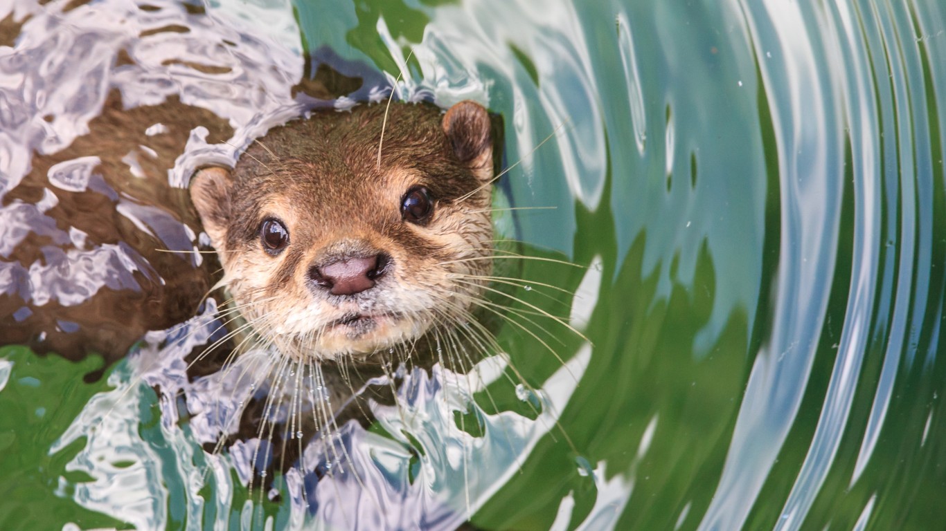 <p>Otters are no stranger to using tools. They use rocks to break open shells while feeding, and can stack cups and even play basketball. Some scientists suspect otters might be smarter than dolphins. </p>