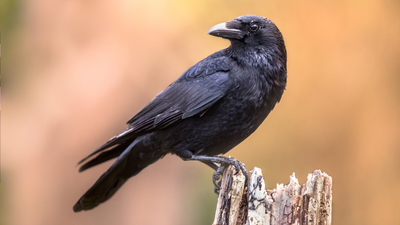 <p>Another tool-master, the crow is a highly intelligent bird. Crows can recognize human faces and solve complex problems and puzzles using tools. One study found that crows are about as smart as a seven-year-old human. </p>