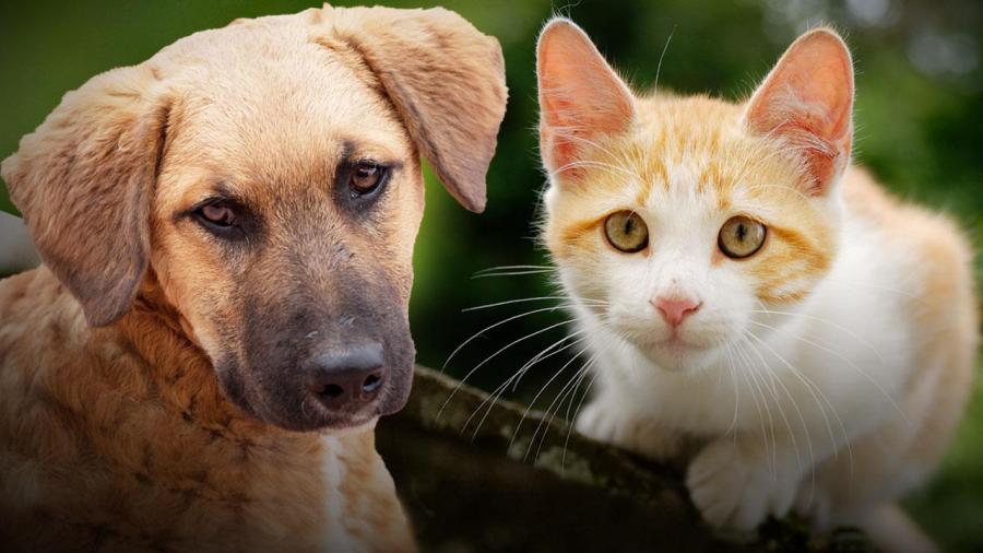 world-animal-foundation-607-000-animals-euthanized-in-2024