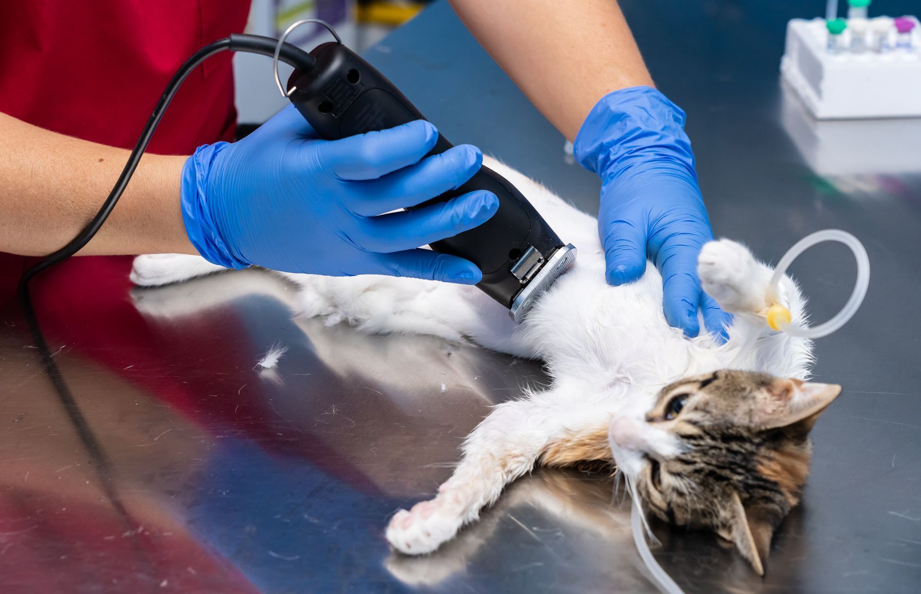 20 things you should never do to your cat